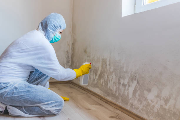 Licensed Mold Removal service in Lovettsville, VA - WQB Mold Removal